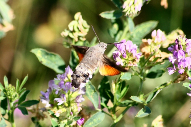 Macroglossum stellatarum